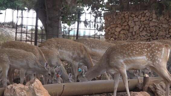 האכלת יחמורים // צילום: גיל קרמר